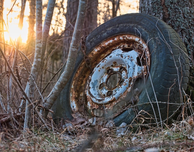 Photo vue rapprochée du tronc d'arbre endommagé dans la forêt