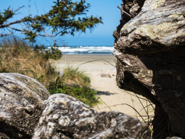 Photo vue rapprochée du tronc d'arbre par la mer contre le ciel