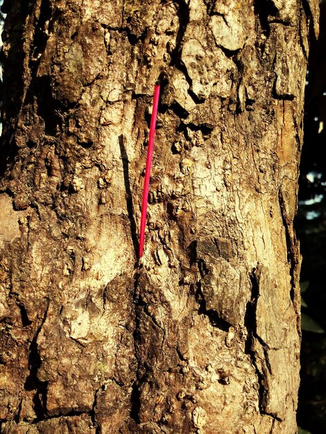 Photo vue rapprochée du tronc de l'arbre