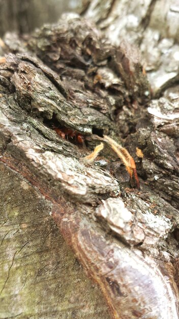 Photo vue rapprochée du tronc de l'arbre