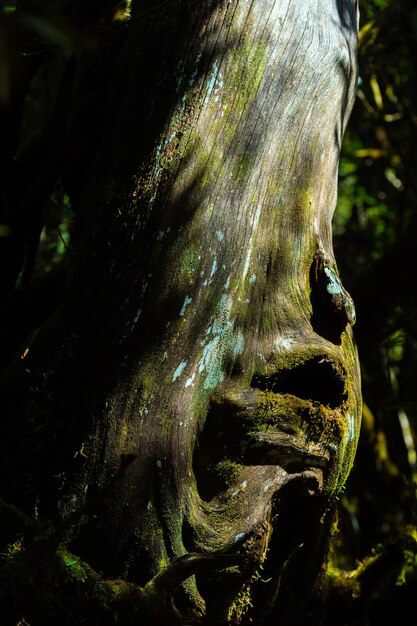 Photo vue rapprochée du tronc de l'arbre