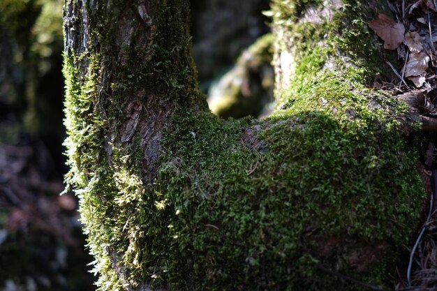 Photo vue rapprochée du tronc de l'arbre