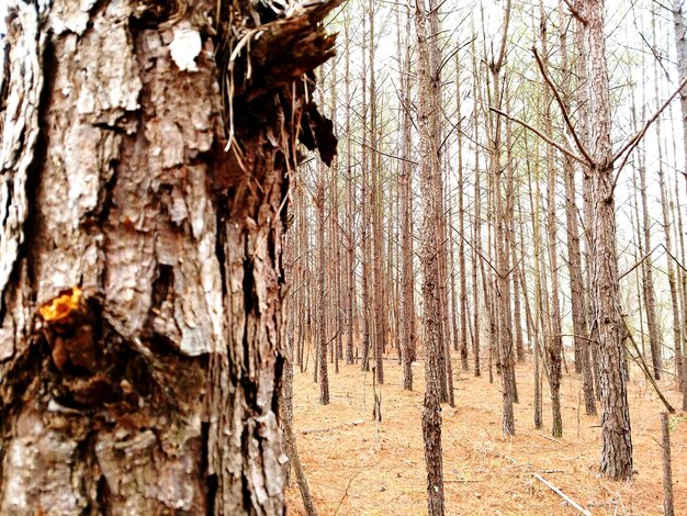 Photo vue rapprochée du tronc de l'arbre