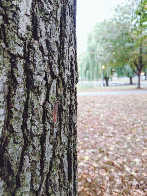 Vue rapprochée du tronc de l'arbre