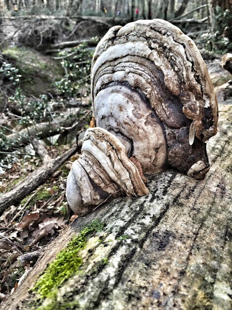 Photo vue rapprochée du tronc de l'arbre