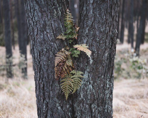 Photo vue rapprochée du tronc de l'arbre