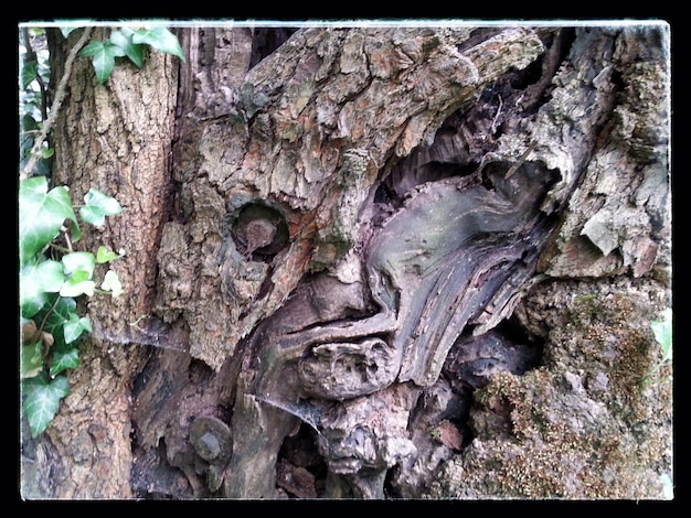 Photo vue rapprochée du tronc de l'arbre