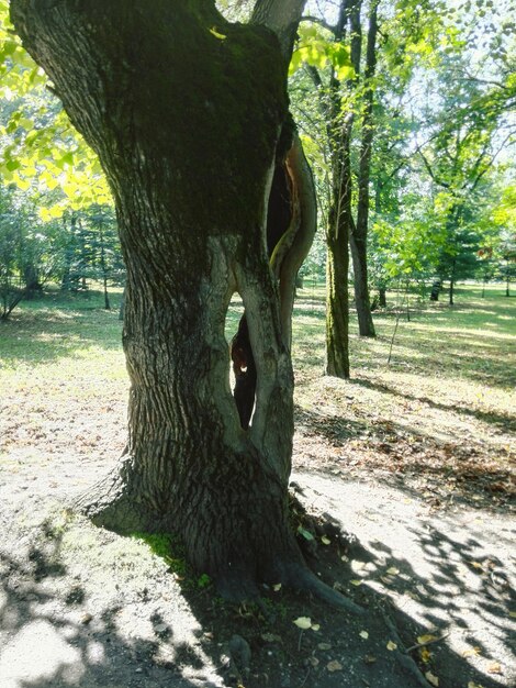 Photo vue rapprochée du tronc de l'arbre