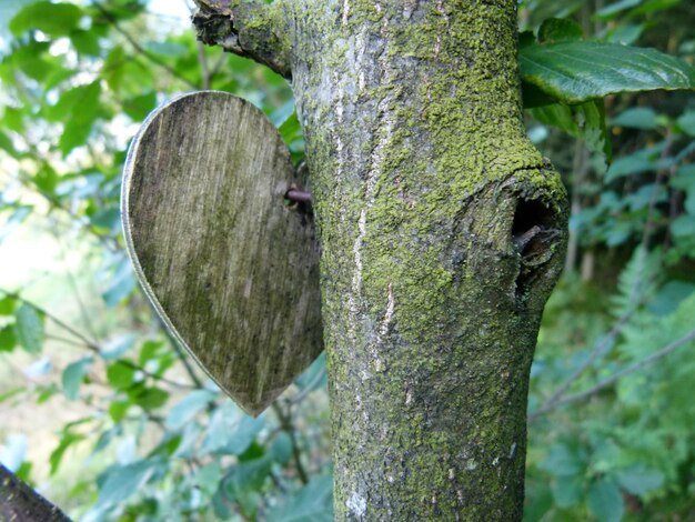 Photo vue rapprochée du tronc de l'arbre