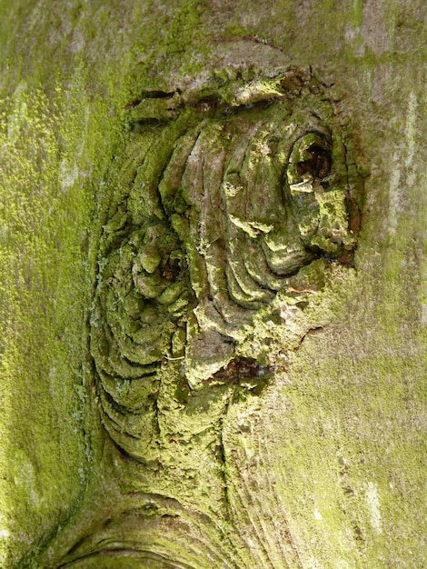 Photo vue rapprochée du tronc de l'arbre