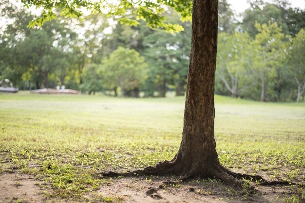 Vue rapprochée du tronc de l'arbre