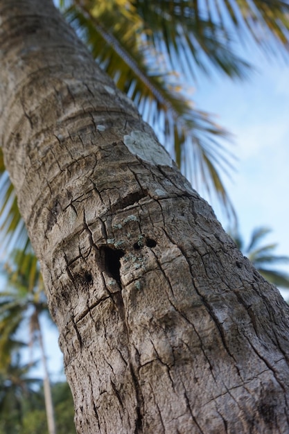 Photo vue rapprochée du tronc de l'arbre