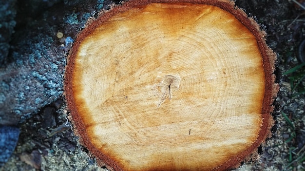 Photo vue rapprochée du tronc de l'arbre