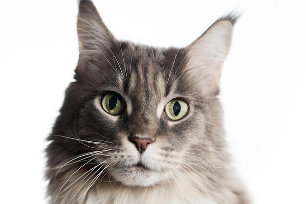 Photo vue rapprochée du visage des chats maine coon sur un fond blanc