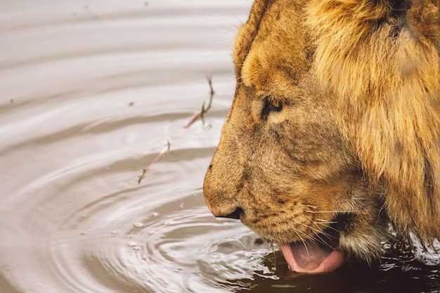 Vue rapprochée de l'eau potable du lion