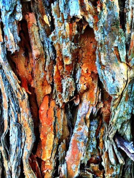 Vue rapprochée de l'écorce d'un arbre