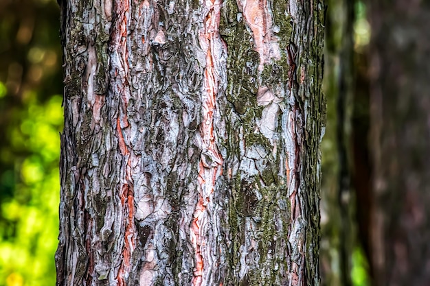 Vue rapprochée de l'écorce d'un Pinus nigra de la famille des Pinaceae