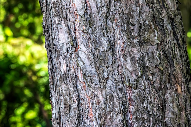 Vue rapprochée de l'écorce d'un Pinus nigra de la famille des Pinaceae