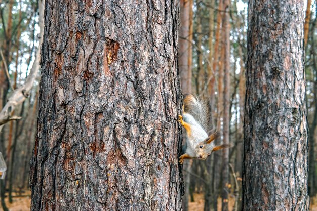 Photo vue rapprochée d'un écureuil sur le tronc d'un arbre