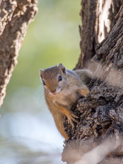 Vue rapprochée d'un écureuil sur le tronc d'un arbre