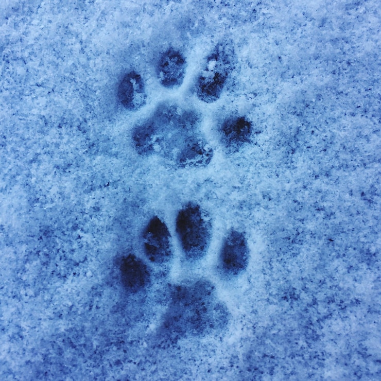 Photo vue rapprochée des empreintes de pattes dans la neige