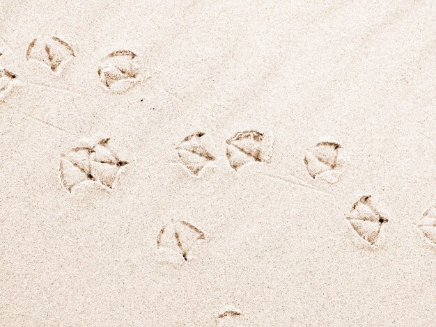 Vue rapprochée des empreintes sur le sable de la plage