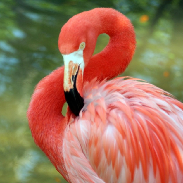 Vue rapprochée de l'entretien des flamants roses