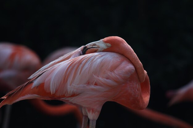 Photo vue rapprochée de l'entretien des flamants roses