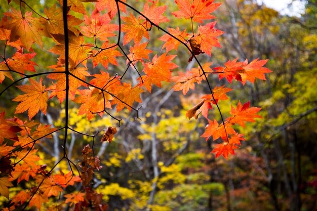 Photo vue rapprochée de l'érable en automne