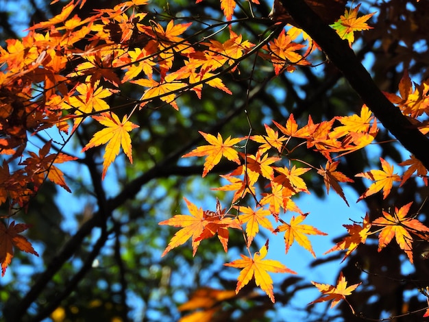 Photo vue rapprochée de l'érable en automne