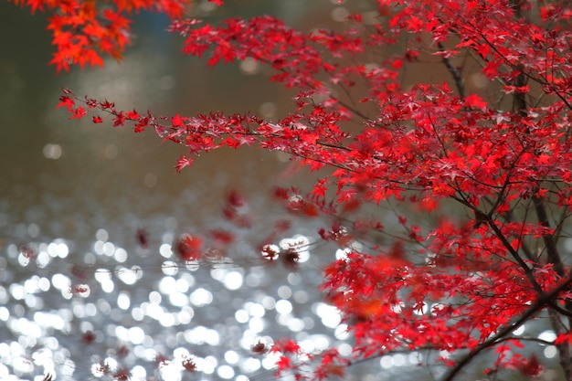 Photo vue rapprochée de l'érable contre le ciel en automne