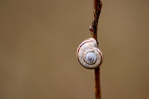 Vue rapprochée de l'escargot sur la brindille