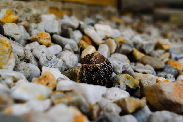 Photo vue rapprochée d'un escargot sur des cailloux