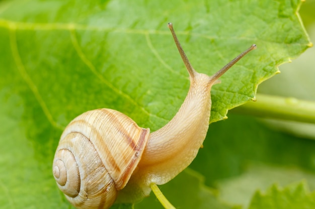 Vue rapprochée d'escargot sur feuille verte.