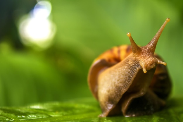 Photo vue rapprochée d'un escargot sur une feuille