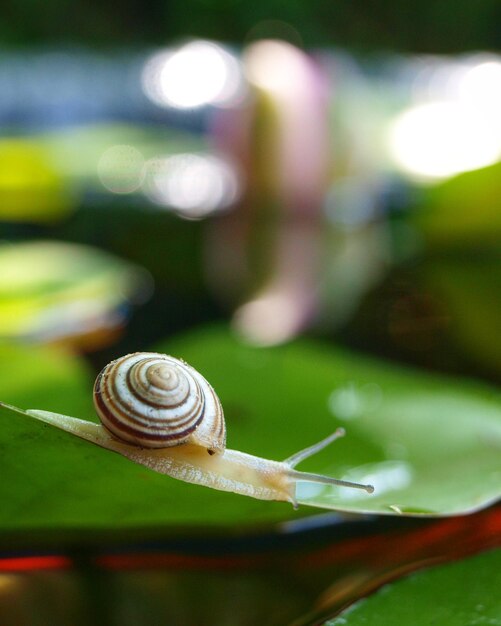 Photo vue rapprochée d'un escargot sur une feuille