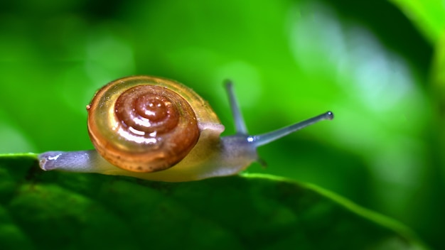 Photo vue rapprochée d'un escargot sur une feuille