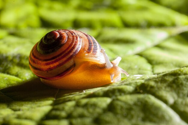 Photo vue rapprochée d'un escargot sur une feuille