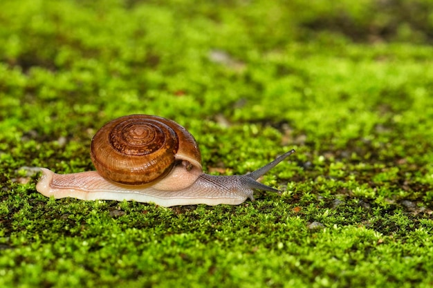 Photo vue rapprochée d'un escargot sur l'herbe