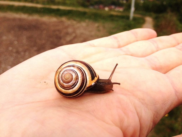 Photo vue rapprochée de l'escargot à la main