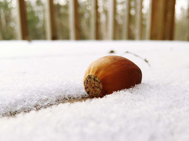 Photo vue rapprochée d'un escargot sur la neige