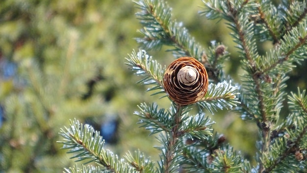 Photo vue rapprochée de l'escargot sur la plante