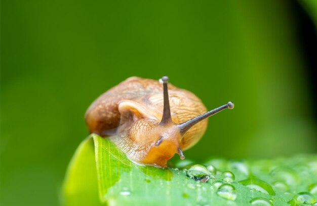 Vue rapprochée de l'escargot sur la plante