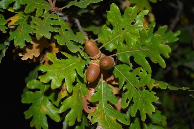 Photo vue rapprochée de l'escargot sur la plante