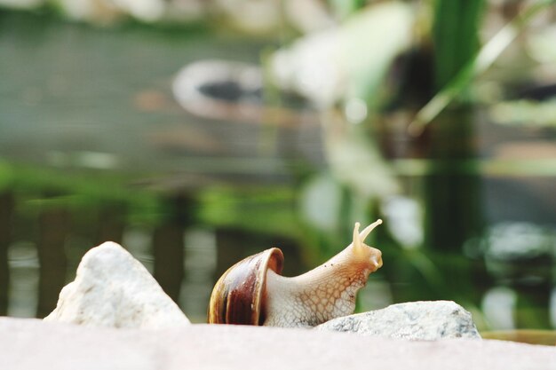 Photo vue rapprochée d'un escargot sur un rocher près d'un lac