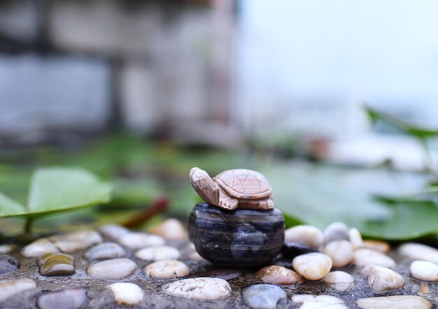 Vue rapprochée d'un escargot sur le rocher