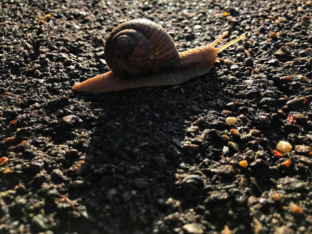 Photo vue rapprochée de l'escargot sur le sol