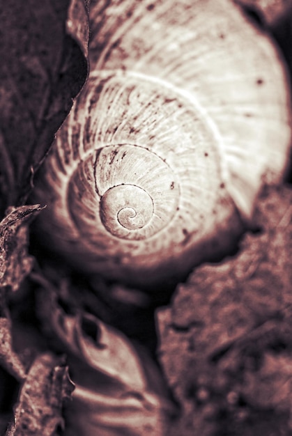 Photo vue rapprochée de l'escargot