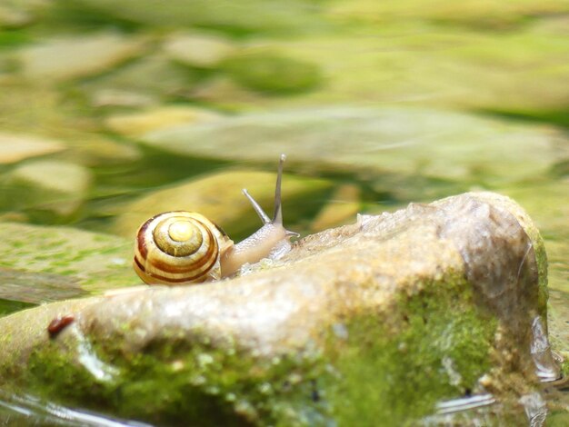 Photo vue rapprochée de l'escargot