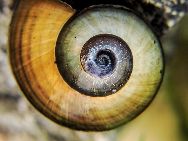 Photo vue rapprochée de l'escargot